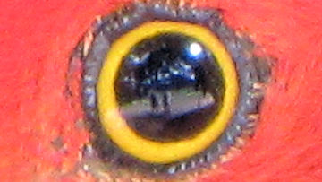 Australian King-Parrot Eye